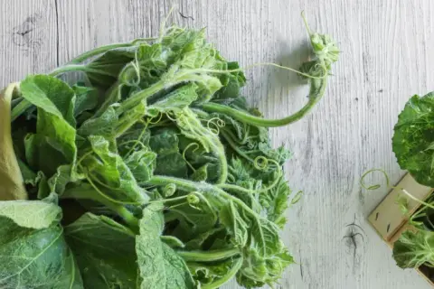 Fiori e foglie di zucchina lunga siciliana, pronti per essere cucinati.