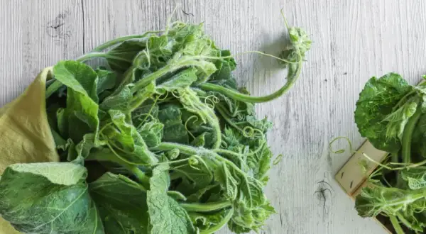 Fiori e foglie di zucchina lunga siciliana, pronti per essere cucinati.
